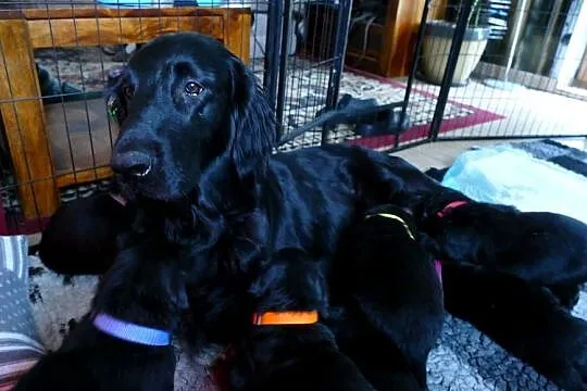 Flat Coated Retriever - domowa hodowla FCI, Mazowieckie, Kiełpin