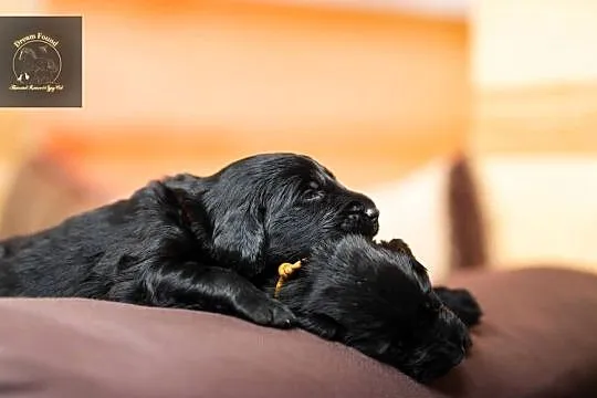 Flat Coated Retriever - domowa hodowla FCI, Mazowieckie, Kiełpin