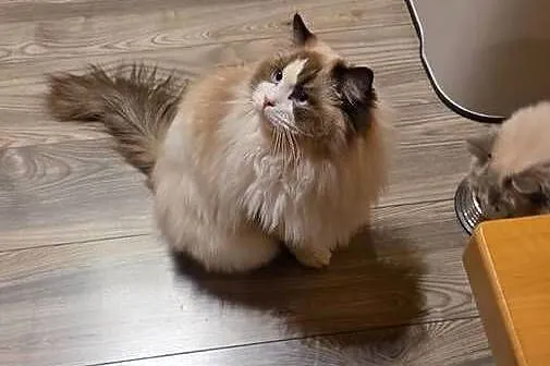 Kocurek Ragdoll do hodowli, Dolnośląskie, Wrocław