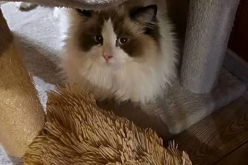 Kocurek Ragdoll do hodowli, Dolnośląskie, Wrocław