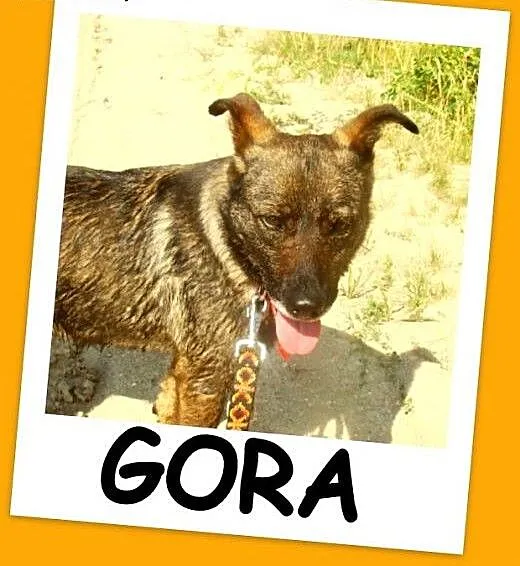 Średnia, grzeczna, spokojna,kontaktowa suczka GORA