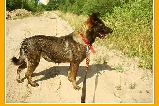 Średnia, grzeczna, spokojna,kontaktowa suczka GORA