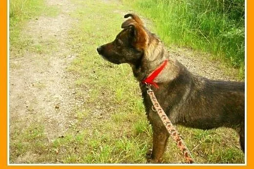 Średnia, grzeczna, spokojna,kontaktowa suczka GORA