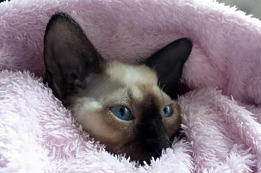 ArtemidaRex*Pl - hodowla kotów Devon Rex - Trójmia