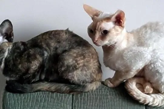 ArtemidaRex*Pl - hodowla kotów Devon Rex - Trójmia