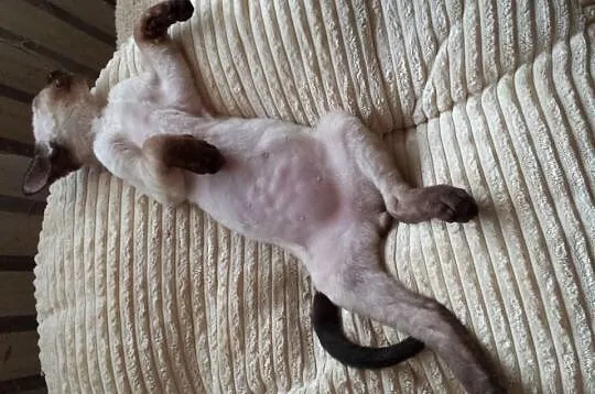 ArtemidaRex*Pl - hodowla kotów Devon Rex - Trójmia