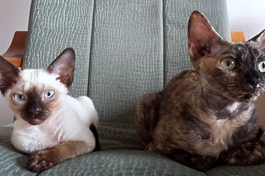 ArtemidaRex*Pl - hodowla kotów Devon Rex - Trójmia