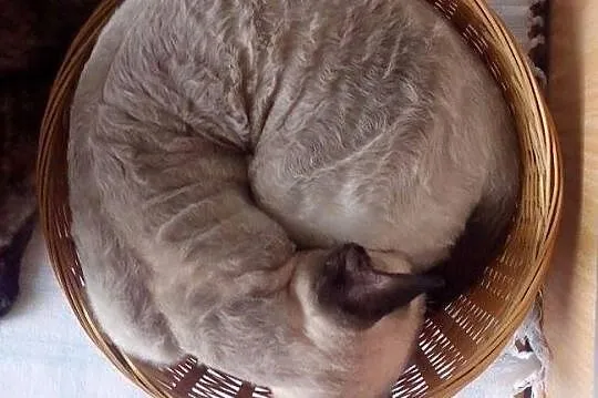 ArtemidaRex*Pl - hodowla kotów Devon Rex - Trójmia