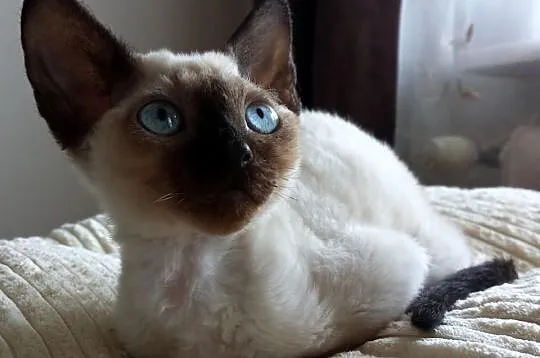 ArtemidaRex*Pl - hodowla kotów Devon Rex - Trójmia