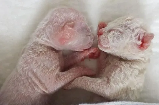 ArtemidaRex*Pl - hodowla kotów Devon Rex - Trójmia