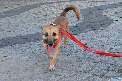 Idealny Emu szuka domku!,  mazowieckie Warszawa