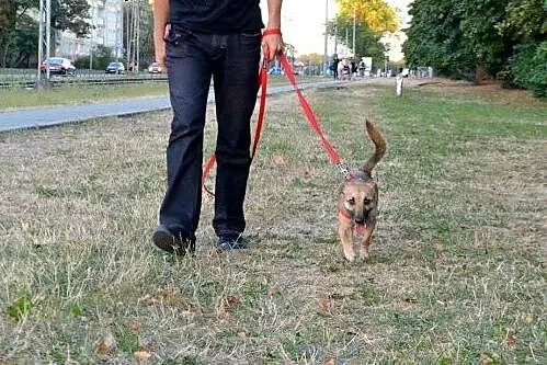 Idealny Emu szuka domku!,  mazowieckie Warszawa