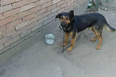 Pies w typie owczarka niemieckiego,  małopolskie Tarnów