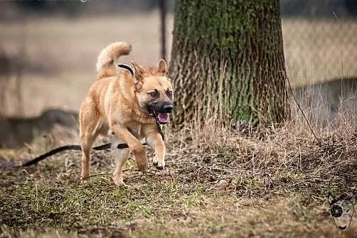 Wspaniały trzylatek wniesie radość do Twojego domu