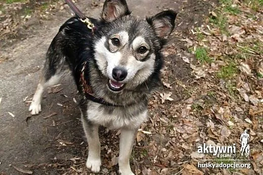 Wspaniala Majka do adopcji,  dolnośląskie Wrocław