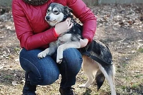 Wspaniala Majka do adopcji,  dolnośląskie Wrocław
