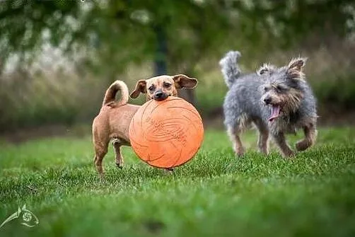 SCOOBY - gdzie na tego maluszka czeka własna podus