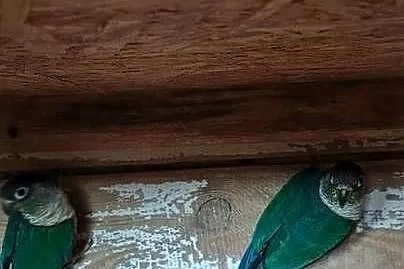 Rudosterki różne mutacje, Śląskie, Tychy