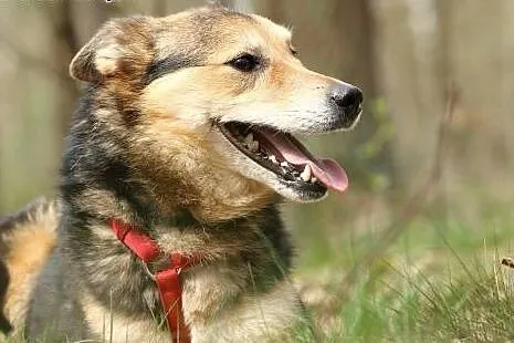 MEGI - sunia, która znów chce zaufać!,  mazowiecki