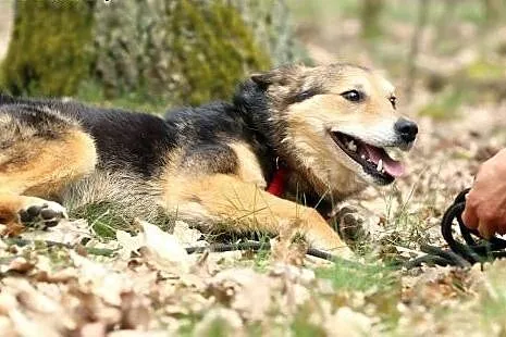 MEGI - sunia, która znów chce zaufać!,  mazowiecki