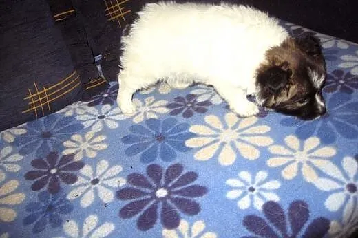 MIMI-malenka z włosem 7-8 tyg,adopcja!!,  świętokr