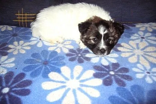 MIMI-malenka z włosem 7-8 tyg,adopcja!!,  świętokr