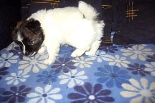 MIMI-malenka z włosem 7-8 tyg,adopcja!!,  świętokr