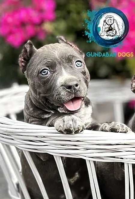 suczki American Bully ABKC, Wielkopolskie, Koło