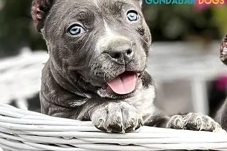 suczki American Bully ABKC, Wielkopolskie, Koło