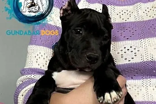 suczki American Bully ABKC, Wielkopolskie, Koło