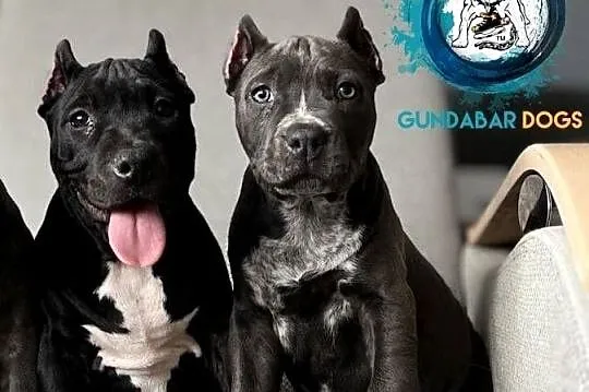 suczki American Bully ABKC, Wielkopolskie, Koło