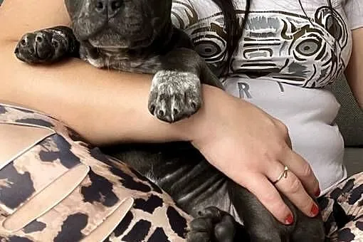 suczki American Bully ABKC, Wielkopolskie, Koło