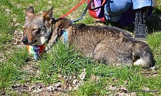 Niewidzialna w schronisku, niesmiała, wystraszona
