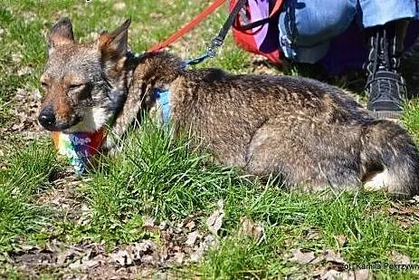 Niewidzialna w schronisku, niesmiała, wystraszona 