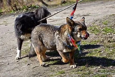 Niewidzialna w schronisku, niesmiała, wystraszona 