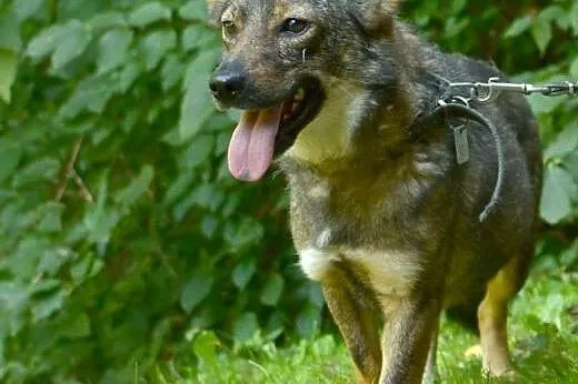 Niewidzialna w schronisku, niesmiała, wystraszona 