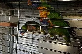 Lorysy