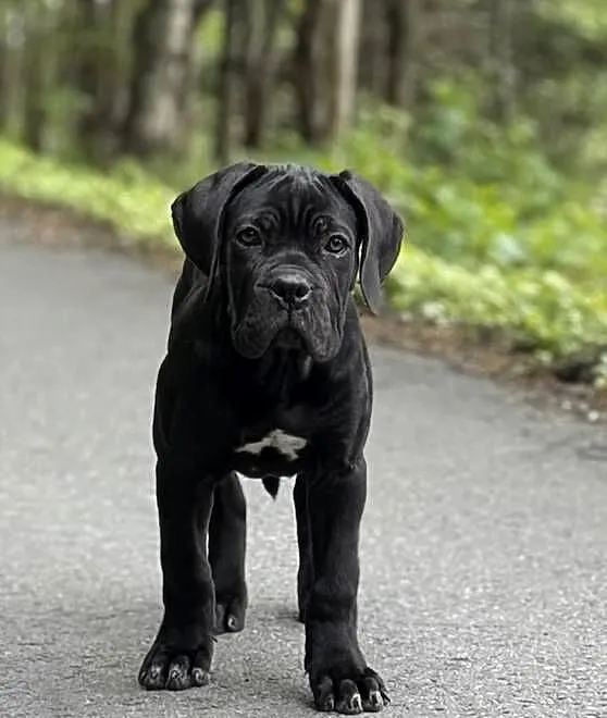Piękna suczka Cane Corso z domowej hodowli ZKwP/FCI, Zachodniopomorskie, Szczecin