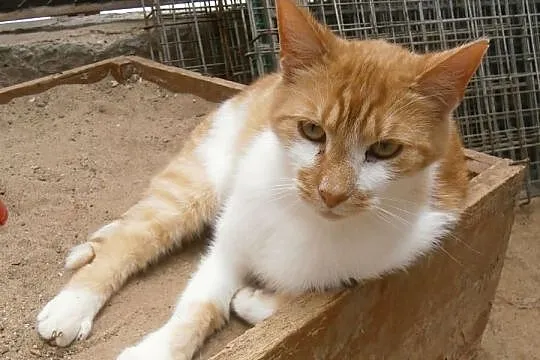 Wacław – stateczny kot na niespokojne czasy, Olsztyn