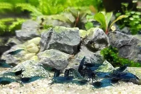 Krewetki neocaridina blue velvet