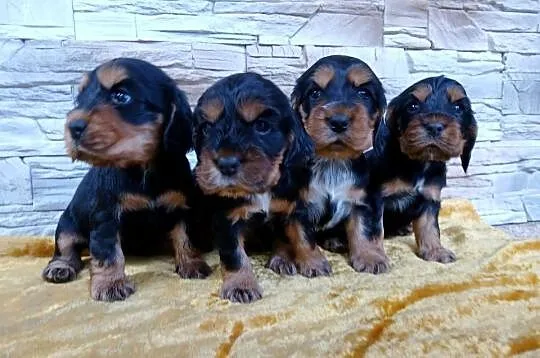 Śliczne Szczenięta Cocker Spaniel Angielski