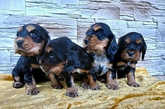 Śliczne Szczenięta Cocker Spaniel Angielski, Łódzkie, Sieradz