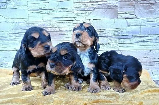 Śliczne Szczenięta Cocker Spaniel Angielski, Łódzkie, Sieradz