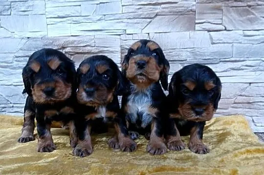 Śliczne Szczenięta Cocker Spaniel Angielski, Łódzkie, Sieradz