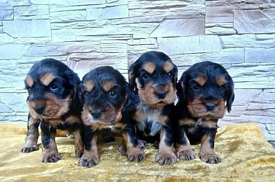 Śliczne Szczenięta Cocker Spaniel Angielski, Łódzkie, Sieradz