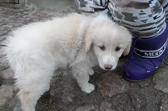 Beżowe puchate szczeniaki ADOPCJA ŁTOnZ