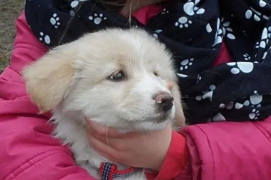 Beżowe puchate szczeniaki ADOPCJA ŁTOnZ