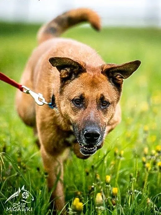 Korin - psiak jakich mało poleca się do adopcji,
