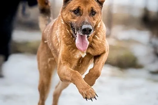 Korin - psiak jakich mało poleca się do adopcji,  