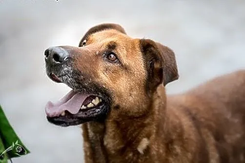 Korin - psiak jakich mało poleca się do adopcji,  